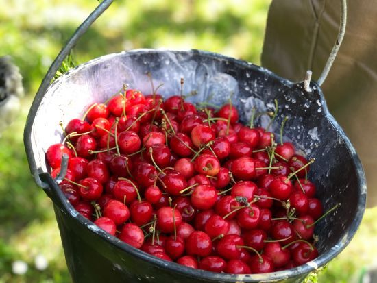 Зберете не одне відро врожаю: чим підживити вишню навесні, щоб отримати багато плодів