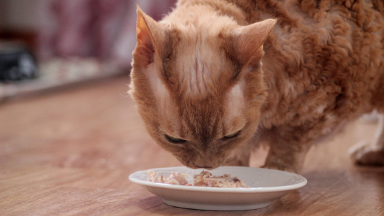 Чи можна котам давати тунець у власному соку: остаточна відповідь ветеринарів Чи можна котам давати тунець у власному соку: остаточна відповідь ветеринарів