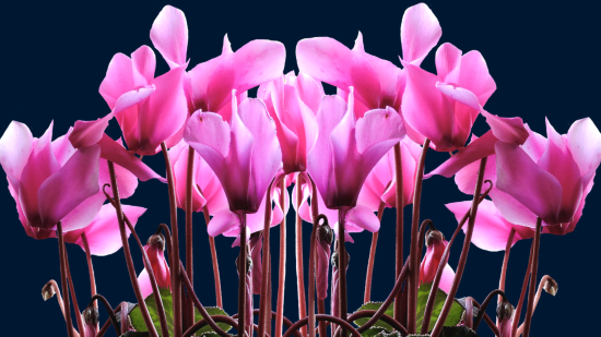 Чим підживити цикламен в домашніх умовах: після цього рослина випустить "хмару" квітів