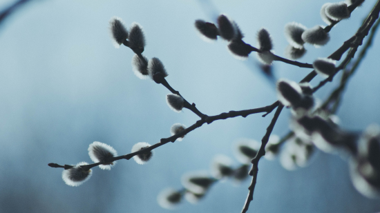 Церковний календар на березень 2025 року: коли святкуємо Благовіщення і починається Великий піст