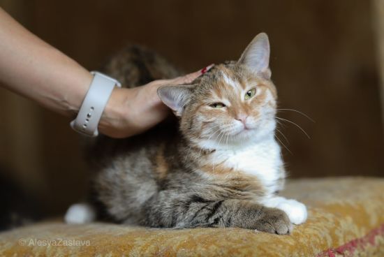 Врятовані із зони бойових дій: 200 котиків у Києві шукають дім – як забрати і допомогти