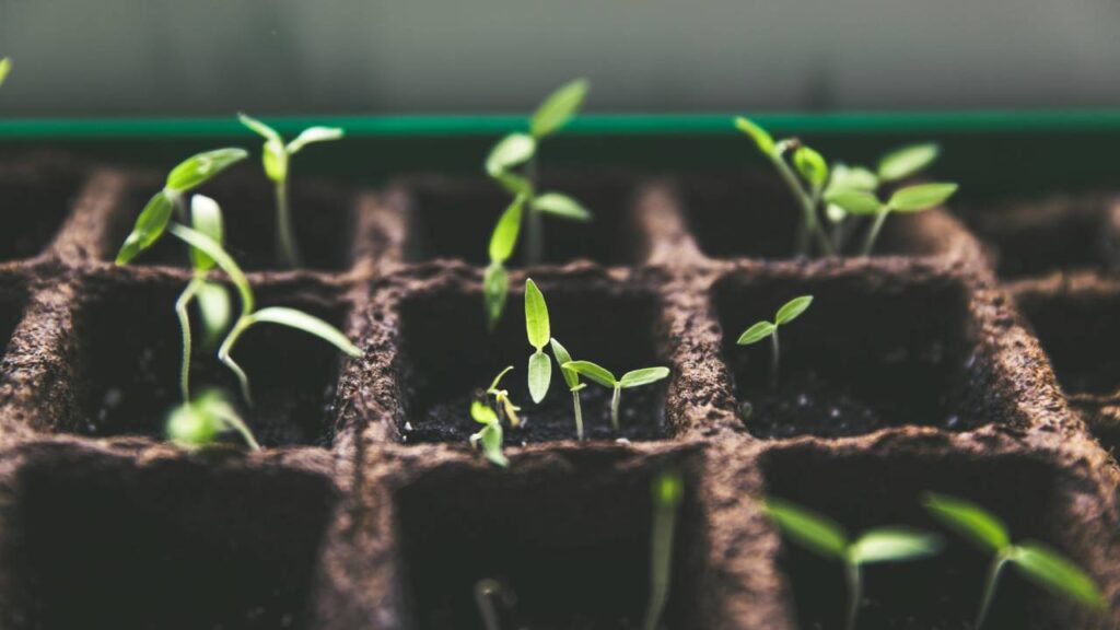 Коли сіяти перець на розсаду у 2025 році: основні терміни