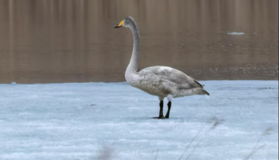 У Києві рятувальник провалився під кригу, витягуючи пораненого лебедя: з'явилися фото та відео