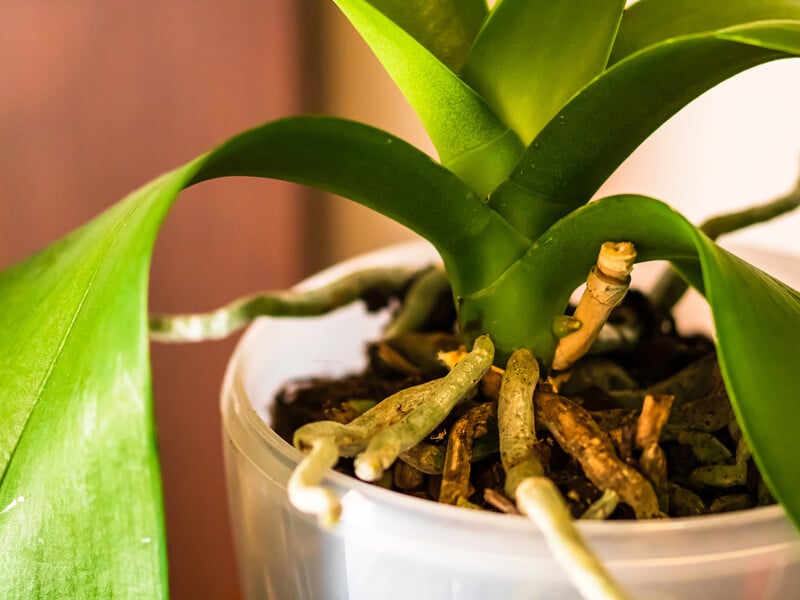 Настоюйте це 12 годин – і орхідея почне активно цвісти й розвиватися. Рецепт ефективного підживлення