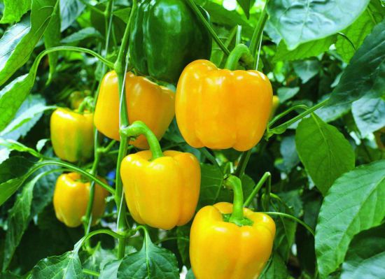 Якщо хочете, щоб перець виріс великим, солодким і м’ясистим, підживіть його цими відходами