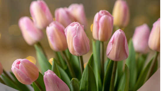 Що треба зробити з тюльпанами у березні, щоб вони гарно росли й пишно квітнули