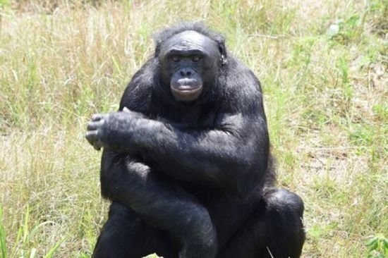 Він розумів англійську, грав у відеоігри: у 44 роки померла мавпа-геній