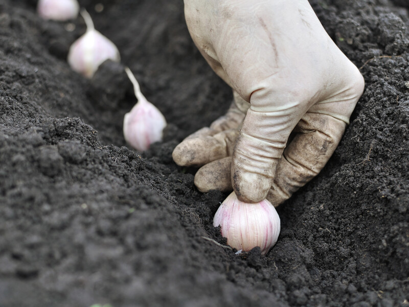 "Великі цибулини, вага до 130 г, витримує морози". Оберіть для городу найкращий сорт часнику