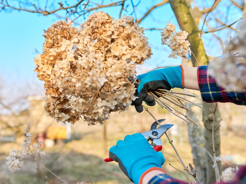 Залиште на гортензії тільки ці гілки і бруньки. Як формувати кущ для рясного цвітіння
