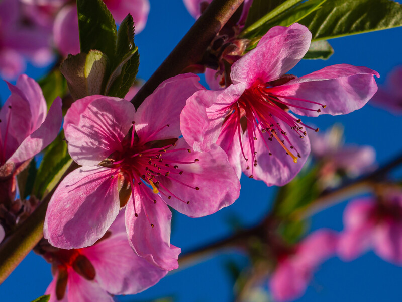 Бордоська суміш може не спрацювати. Абрикос і персик обробіть від моніліозу так