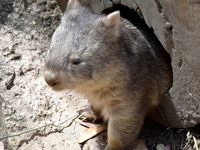 Американка "заради лайків" украла дитинча вомбата в його матері. Австралійці вимагають депортації блогерки