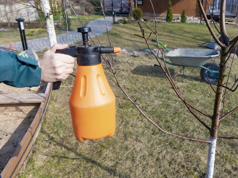 Встигніть зробити це до розпускання бруньок. Садівник розповів, чим у березні захистити сад від шкідників