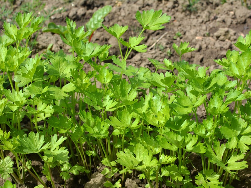Посадіть петрушку в цьому місці – і гарантовано отримайте густу, соковиту й ароматну зелень