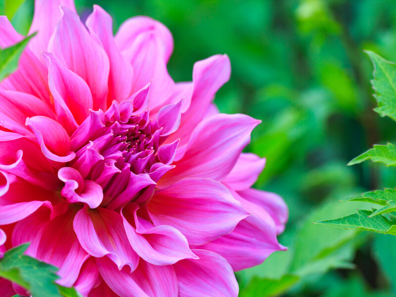 Посадіть бульбу і поливайте, доки на ній не з'явиться оце. Як безплатно отримати багато жоржин