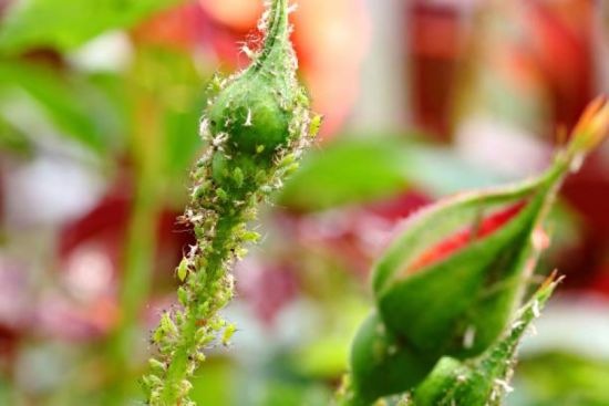 Як швидко позбутися попелиці на трояндах: корисні лайфгаки, про які мало хто знає