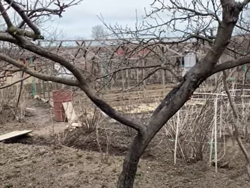 Якщо побачили на корі ці плями – терміново реагуйте. Садівник розповів, як урятувати садок від чорного раку