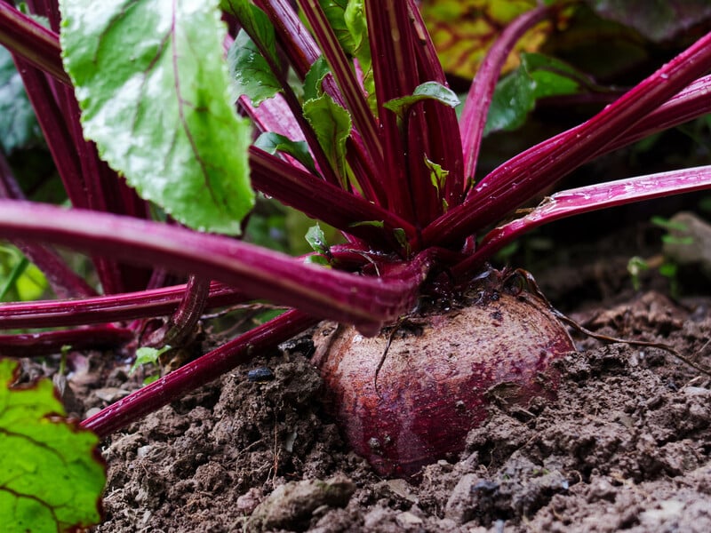 Розчиніть це у воді – і зберете щедрий урожай смачного буряка. Рецепт секретного підживлення