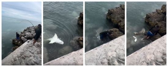 Чоловік послизнувся на скелі і впав на акулу: чим це закінчилося (фото)