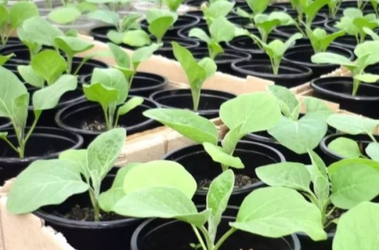 Коли сіяти баклажани на розсаду: сприятливі дні 2025 року за місячним календарем