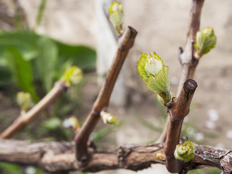 Обробіть навесні виноградну лозу цим розчином, щоб захистити від шкідників