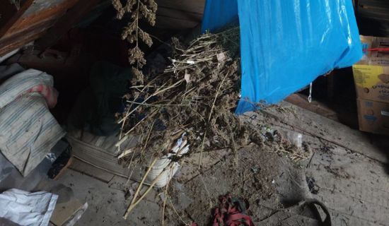 Жертва домашнього насильства помстилася кривднику: здала його з незаконним  "урожаєм"