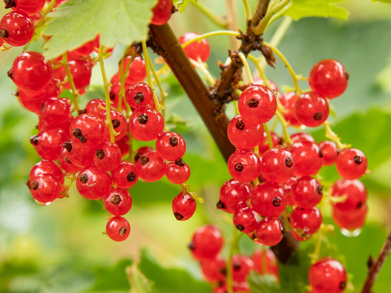 "Цей спосіб має 100-відсоткове приживання". Пластикові стаканчики допоможуть укорінити молоду смородину