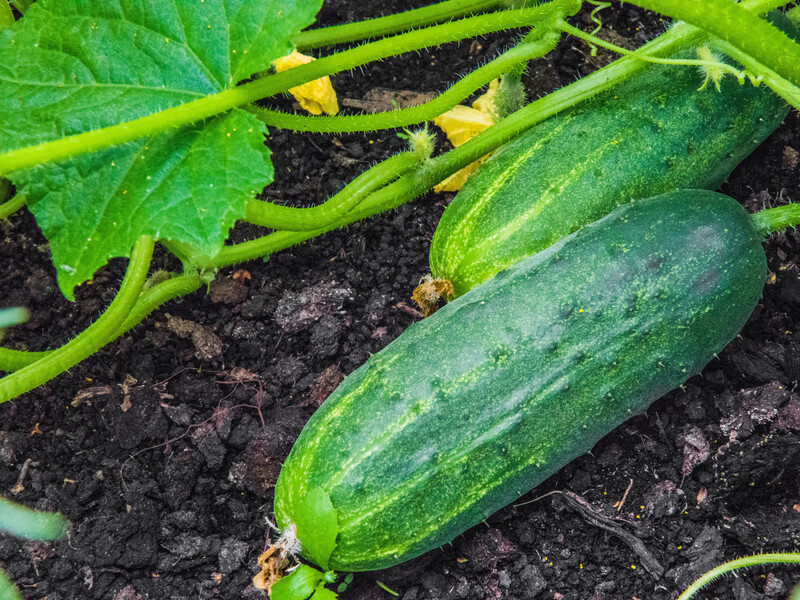 Посадіть огірки у такий спосіб – і врожай зросте вдвічі. Хитрість, про яку мало хто знає Посадіть огірки у такий спосіб – і врожай зросте вдвічі. Хитрість, про яку мало хто знає