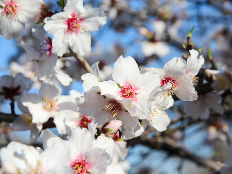 Зробіть це в березні, щоб захистити сад від моніліозу. Перше профілактичне оброблення без хімії