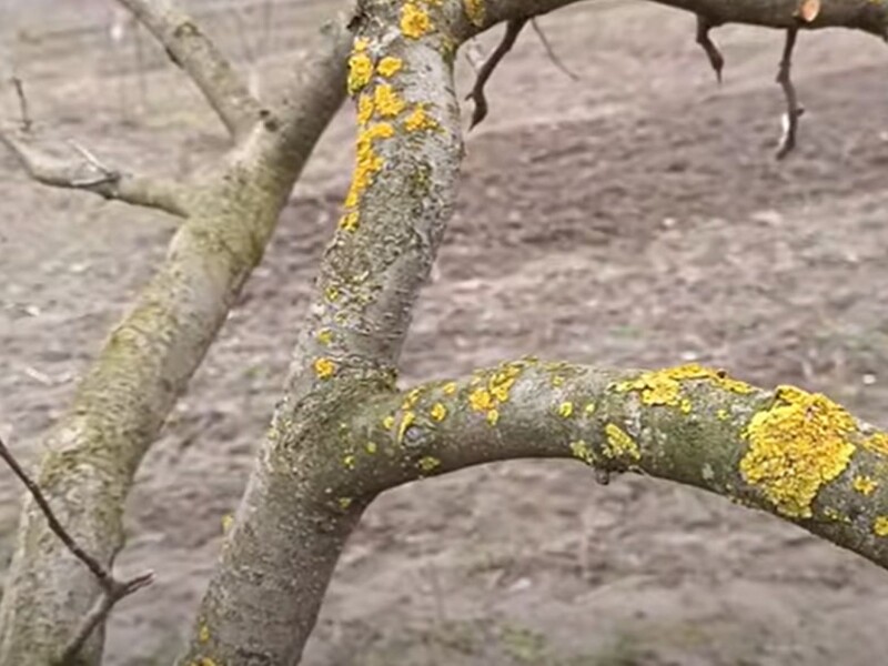 Садівник розповів про важливу дію, яку потрібно зробити, перш ніж обробити сад бордоською сумішшю