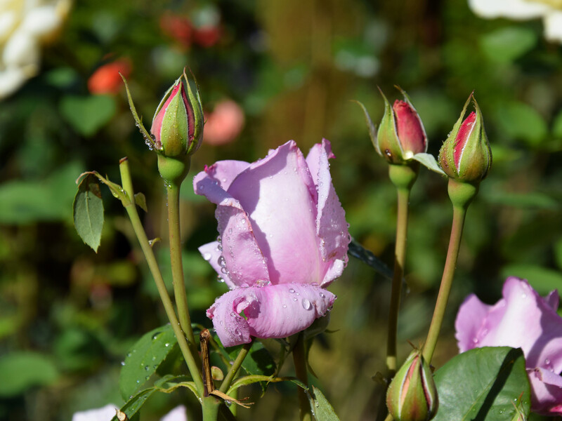 Якщо троянди після зими почорніли, обов'язково зробіть так, щоб урятувати квіти