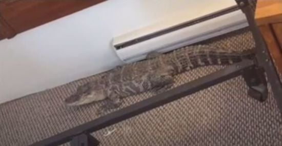 Зубатий гість: власник забув у мотелі свого алігатора (фото)