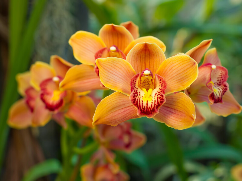 Обирайте добрива для орхідей, багаті на ці речовини. Поради квітникарів