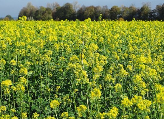 Які сидерати здатні замінити гній: навіть найбідніший ґрунт стане чорноземом