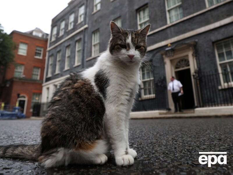 "Черчилль пишався б вами сьогодні, Володимире". Кіт Ларрі залишив коментар під постом Зеленського