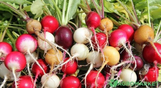 Шість ранніх сортів редиски, які потрібно посадити цієї весни