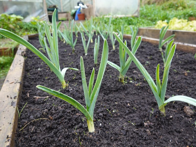 Зробіть це поруч із часником – і головки збільшаться в кілька разів. Лайфхак із вилами