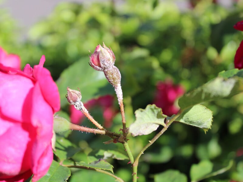 Розпиліть це на троянди, які вкрилися білим нальотом, щоб захистити їх від борошнистої роси