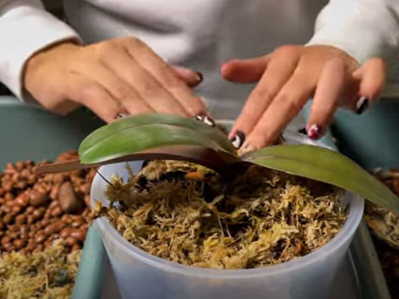 Встигніть зробити це до початку спеки. Квітникарка назвала п'ять випадків, коли варто пересаджувати орхідею