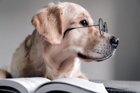 Найрозумніші собаки у світі: 10 порід з високим інтелектом (фото)