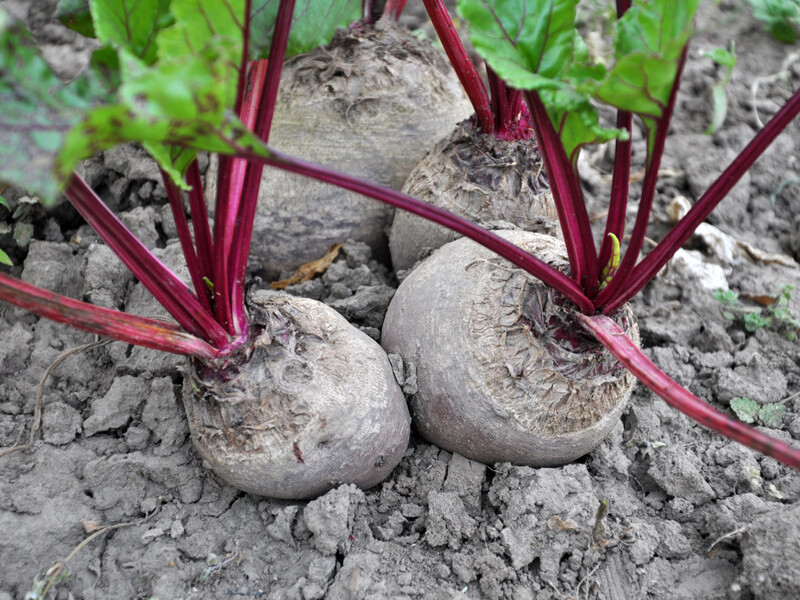 Посадіть буряк поруч із цими культурами – і зберете щедрий урожай солодких коренеплодів Посадіть буряк поруч із цими культурами – і зберете щедрий урожай солодких коренеплодів