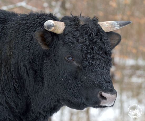 Здичавілі корови під Чорнобилем: як раніше свійські тварини пережили зиму (фото)
