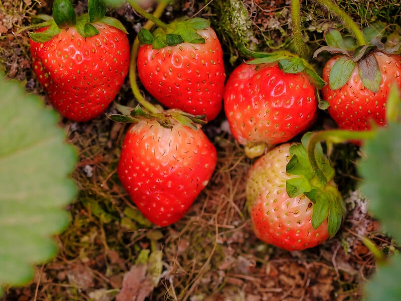 Ця річ із гардеробу допоможе покращити врожай полуниці. Лайфхак
