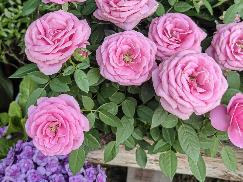 Обріжте троянди над цією брунькою – і тоді кущ не буде загнивати. Три дії для пишного цвітіння