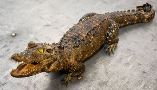 Польські прикордонники затримали українця, який намагався вивезти крокодила: деталі