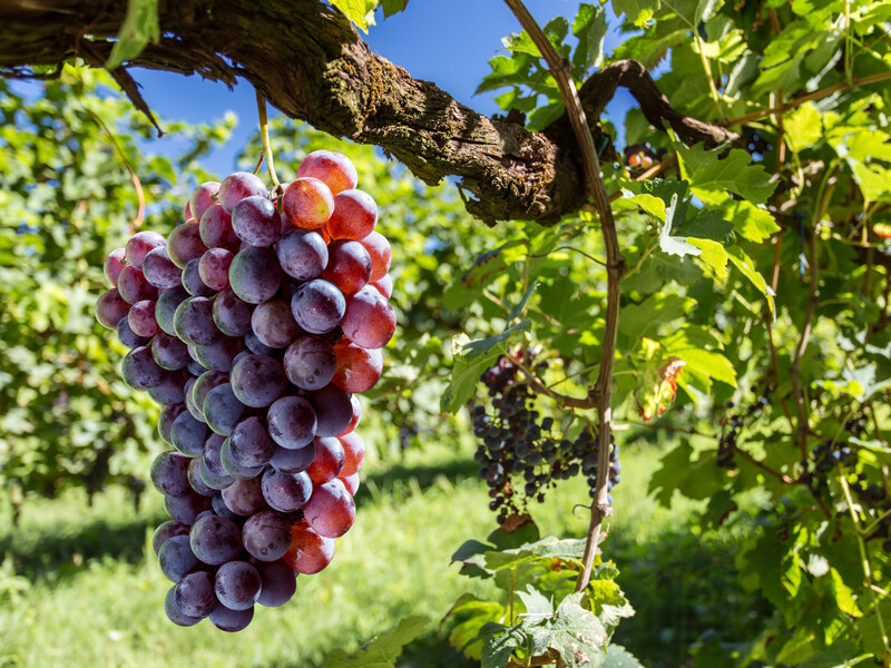 Видаліть ці пагони на винограді в березні. П'ять кроків для щедрого плодоношення