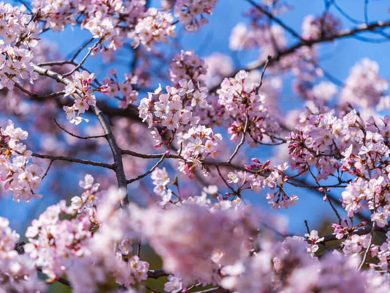 Чи може мідний купорос завдати шкоди саду? Дізнайтеся, із чим його не поєднують