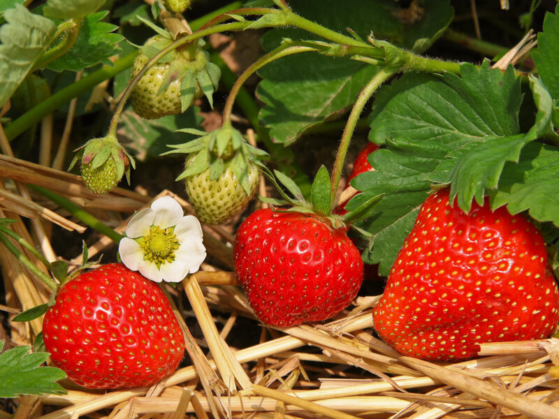 Внесіть у полуницю склянку цього натурального підживлення на 1 м² – великі ягоди будуть три роки