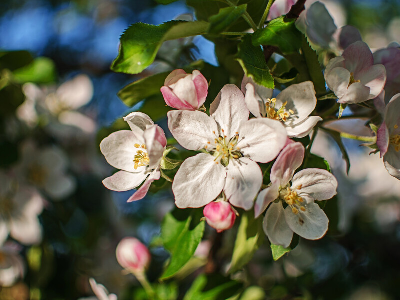 Ваші яблуні дають дрібні й несмачні плоди? Дізнайтеся, чим підживити дерева для кращого врожаю