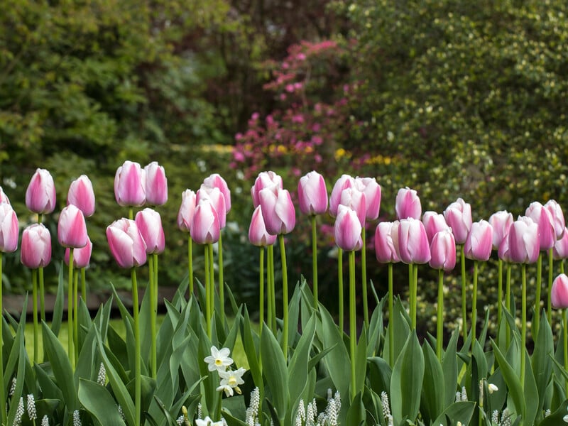 У березні підживіть тюльпани цим добривом – і вони довго тішитимуть яскравим цвітінням