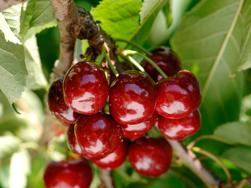 "Бруньки набухнуть, готові вибухнути цвітінням". Зробіть це з вишневими деревами навесні